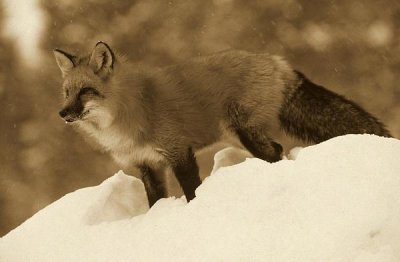 Tim Fitzharris - Red Fox standing at the top of a snow bank, Montana - Sepia