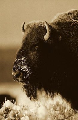 Tim Fitzharris - American Bison portrait in snow, North America - Sepia