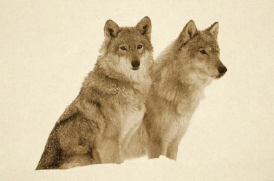 Tim Fitzharris - Timber Wolf portrait of pair sitting in snow, North America - Sepia