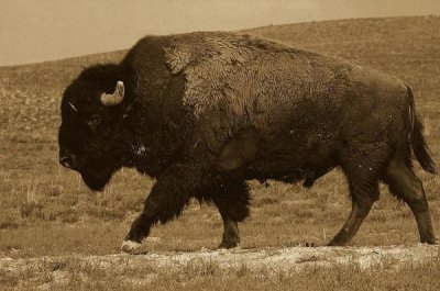 Pete Oxford - American Bison male, Durham Ranch, Wyoming - Sepia