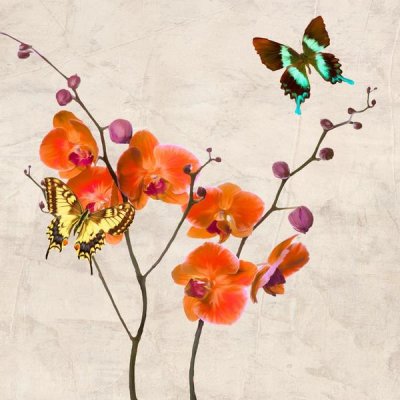 Teo Rizzardi - Orchids & Butterflies I