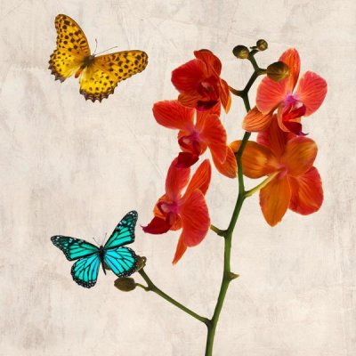 Teo Rizzardi - Orchids & Butterflies II