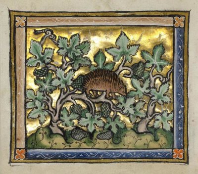 Franco-Flemish 13th Century - A Hedgehog (detail)