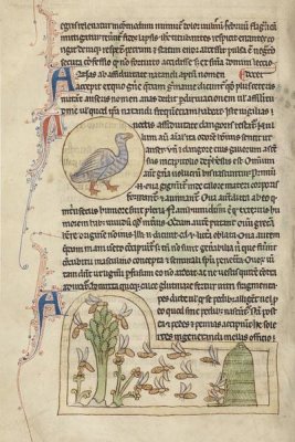 English 13th Century - A Duck; Bees