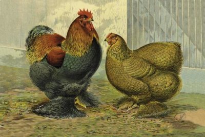 Lewis Wright - Chickens: Partridge Cochins