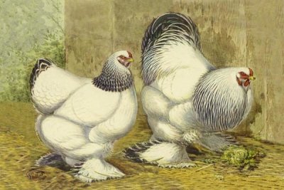 Lewis Wright - Chickens: Light Brahmas