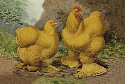 Lewis Wright - Chickens: Buff Cochins