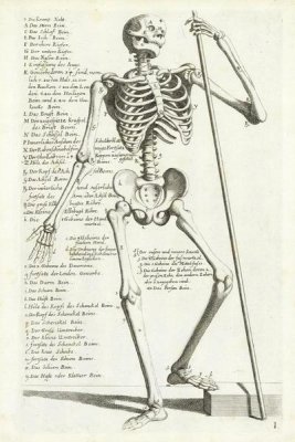 Hieronymus Böllmann - Anatomical diagram showing human skeleton, front view, with legends