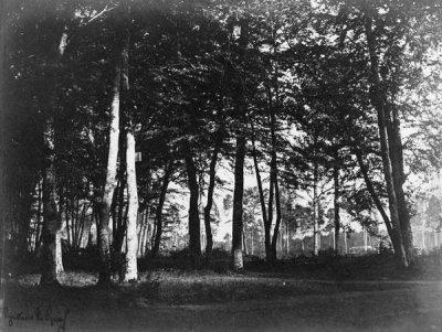 Gustave Le Gray - Fontainebleau, 1849 - Study of Trees and Pathways