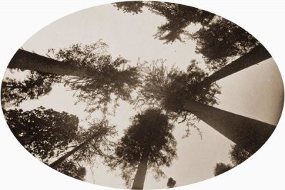 Carleton Watkins - Among The Tree Tops Calaveras Grove