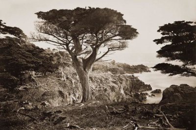 Carleton Watkins - Cypress Point, Monterey, California, about 1880s