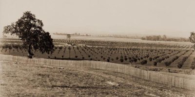 Carleton Watkins - Young Orchard, Palermo, Butte County, California, 1888-1891