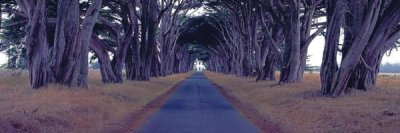 Richard Berenholtz - Monterey Cypress Trees, Point Reyes, California