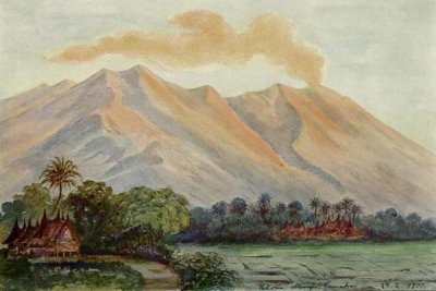 Ernst Haeckel - Riesen-Myrte von Ceylon Urwald von Horton-Plains