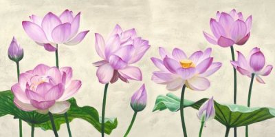 Shin Mills - Lotus flowers
