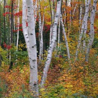 James Randklev - Autumn in Shelburne Forest - Triptych Right