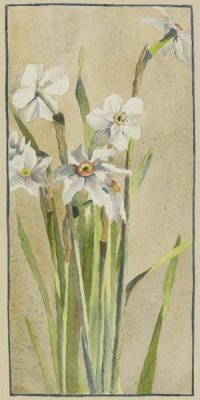 Hannah Borger Overbeck - White Narcissus with Gray Accents