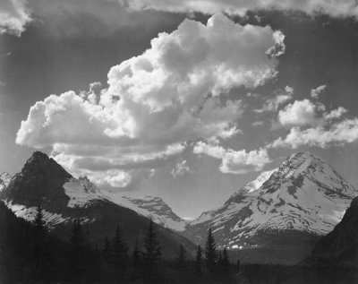 Ansel Adams - Trees in Glacier National Park, Montana - National Parks and Monuments, 1941