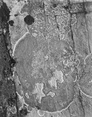 Ansel Adams - Lichons, Glacier National Park, Montana - National Parks and Monuments, 1941