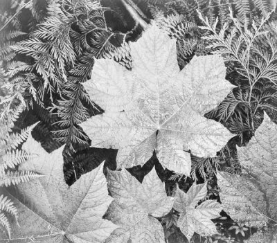 Ansel Adams - Leaves, Glacier National Park, Montana - National Parks and Monuments, 1941