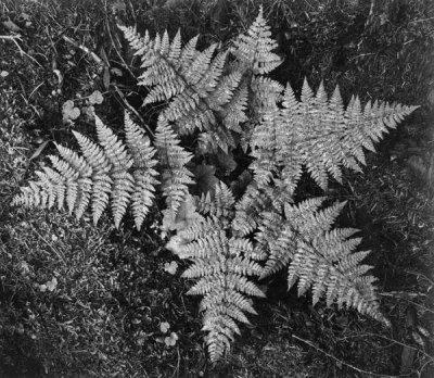 Ansel Adams - Ferns, Glacier National Park, Montana - National Parks and Monuments, 1941