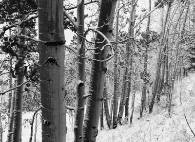 Time Fitzharris - Aspens with snow, Gunnison National Forest, Colorado - BW