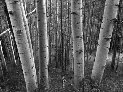 Time Fitzharris - Aspen forest in spring, Gunnison National Forest, Colorado - BW