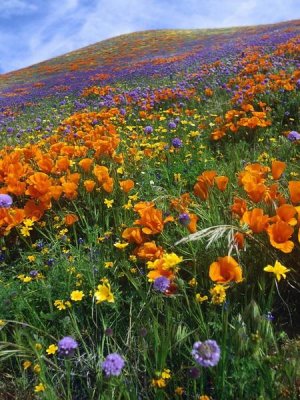 Time Fitzharris - California Poppy and other wildflowers growing on hillside, spring, Antelope Valley, California - Vertical Crop