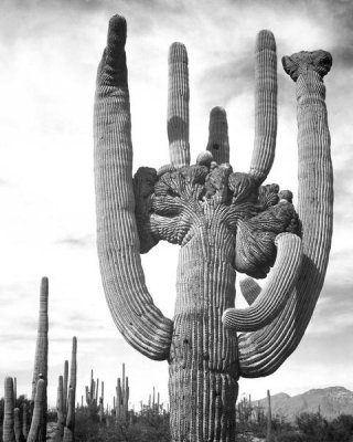 Ansel Adams - View of cactus and surrounding area Saguaros, Saguaro National Monument, Arizona, ca. 1941-1942