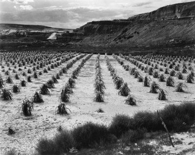 Ansel Adams - Looking across rows of corn, cliff in background, Corn Field, Indian Farm near Tuba City, Arizona, in Rain, 1941