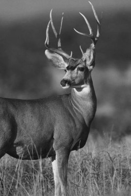 Tim Fitzharris - Mule Deer male in dry grass, North America - Black and White