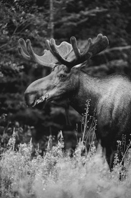Michael Quinton - Alaska Moose feeding on Fireweed flowers in the spring, Alaska - Black and White
