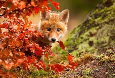 Robert Adamec - Fox