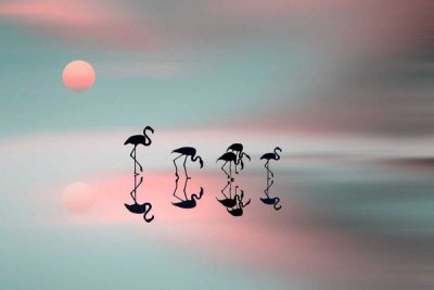Natalia Baras - Family Flamingos