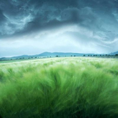 Floriana Barbu - Barley Field