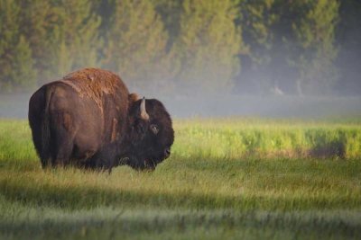 Sandipan Biswas - Bison In Morning Light