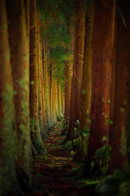 Rui Caria - Forest