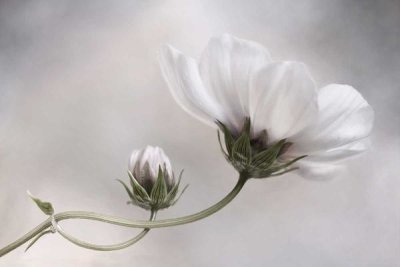 Mandy Disher - Cosmos