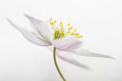 Mandy Disher - Nemorosa