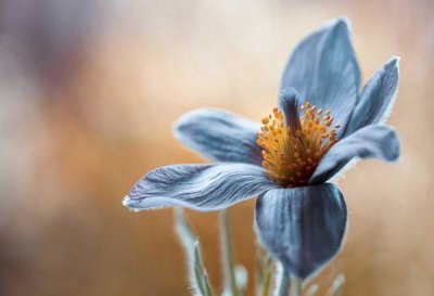 Mandy Disher - Pasque