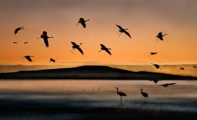 Shenshen Dou - Fly-In At Sunset
