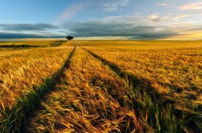 Piotr (Bax) Krol - Countryside