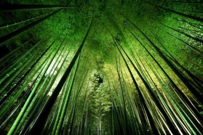 Takeshi Marumoto - Bamboo Night