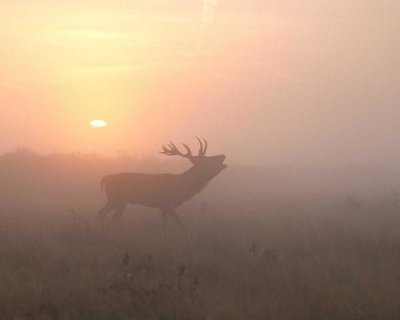 Greg Morgan - Misty Morning Stag