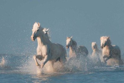 Rostov.Foto - Angels Of Camargue