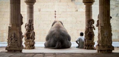 Ruhan - The Elephant and Its Mahot