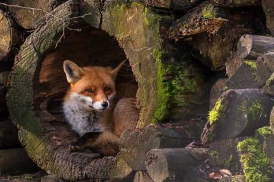 Cees Van Ginkel - Fox