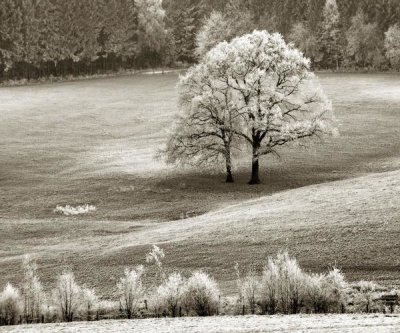 Ilona Wellman - Serene Valley