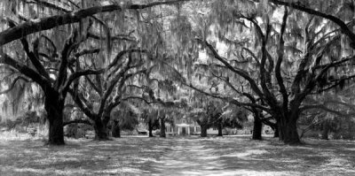 Anonymous - Avenue of oaks, South Carolina