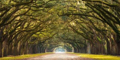 Anonymous - Path lined with  oak trees